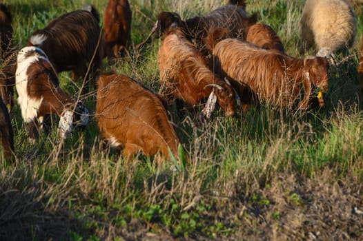 a flock of sheep and goats graze on a field in the village 3