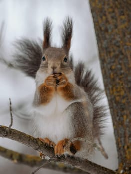 Beautiful gray squirrel eats hazelnut on tree in winter. Portrait of cut squirrel in wildlife nature. Pretty gray squirrel looking at camera. Vertical. Close up.