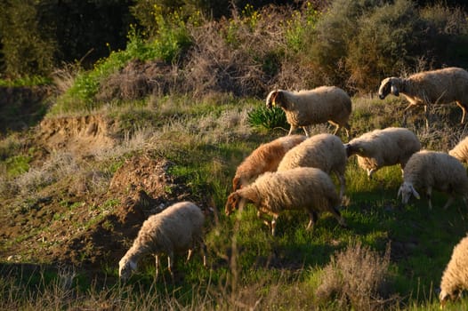 a flock of sheep and goats graze on a field in the village 18