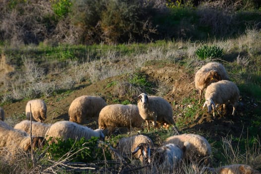 a flock of sheep and goats graze on a field in the village 17