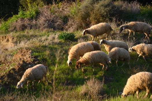 a flock of sheep and goats graze on a field in the village 16