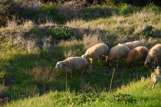 a flock of sheep and goats graze on a field in the village 14