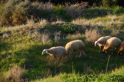 a flock of sheep and goats graze on a field in the village 13