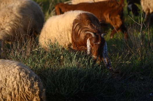 a flock of sheep and goats graze on a field in the village 12