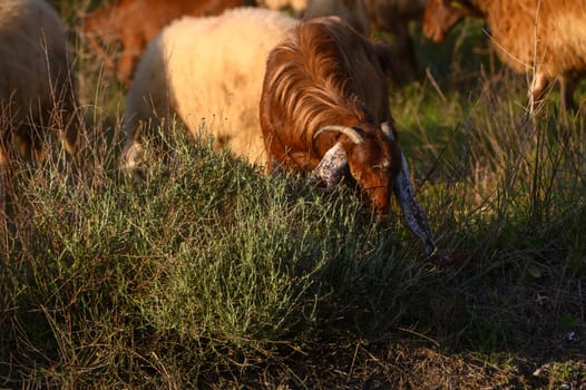 a flock of sheep and goats graze on a field in the village 11