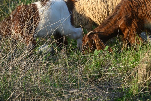 a flock of sheep and goats graze on a field in the village 9