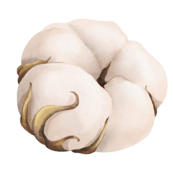 A watercolor illustration of a cotton flower, suitable for a wide range of applications including botanical prints, textile designs, nature-themed stationery, and home decor products.