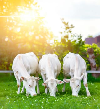 White Cows Eating Fresh Green Grass in Sunny Meadow, Blue Sky and Sun on Background. Organic Mink from Free Range Clean And Healthy Domestic Animal. Vertical Plane, AI Generated. High quality photo