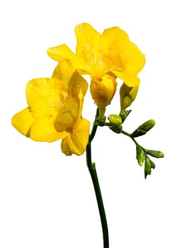 Beautiful Yellow freesia flower isolated on a white background. Flower head close-up.