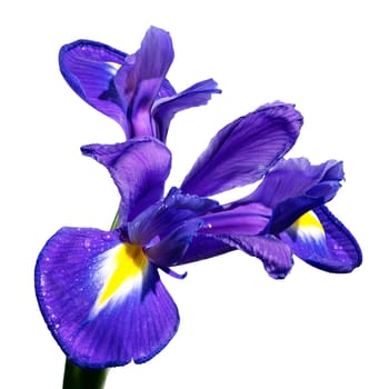Beautiful Dutch iris isolated on white background. Flower head close-up.
