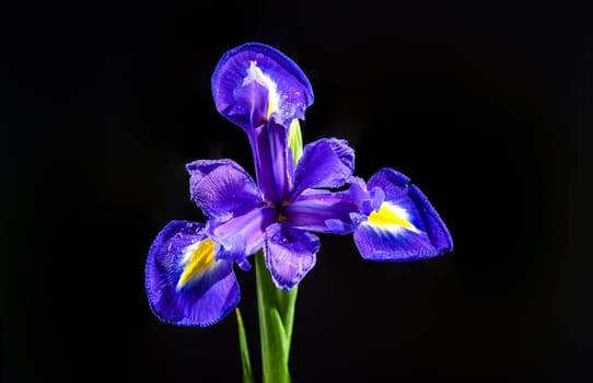 Beautiful Dutch iris isolated on black background. Flower head close-up.