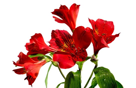 Beautiful Red Alstroemeria flower isolated on white background. Flower head close-up.