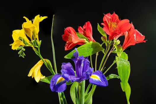 Beautiful blooming flowers with green leaves on a black background. Tricolor bouquet close-up.