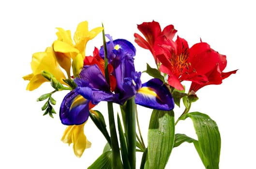 Beautiful blooming flowers with green leaves isolated on a white background. Tricolor bouquet close-up.