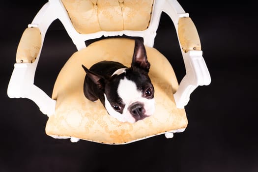 Boston Terrier puppy sitting on retro arm chair in a studio