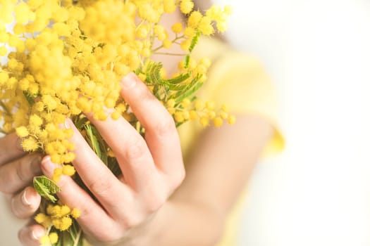 Close-up hand of young girl or woman holds yellow brunch of mimosa flowers. 8 march women's day concept.