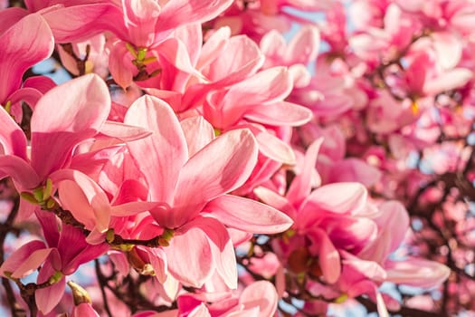 Spring floral background. Beautiful light pink magnolia flowers in soft light.