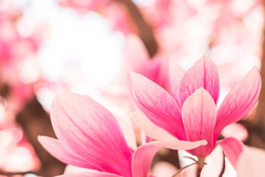 Spring floral background. Beautiful light pink magnolia flowers in soft light.