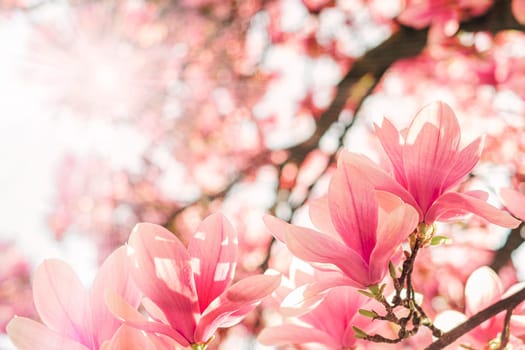 Spring floral background. Beautiful light pink magnolia flowers in soft light.