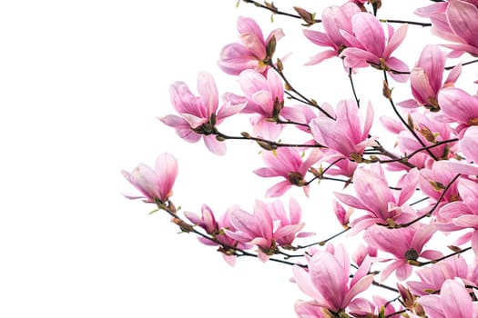 Blooming magnolia tree in spring isolated on white background.