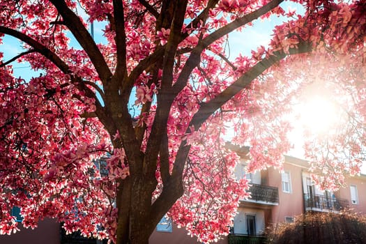 Blooming full magnolia tree in spring in the city in rays of sun