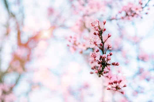 Blossom cherry tree over nature background. Spring pink flowers. Copy space.