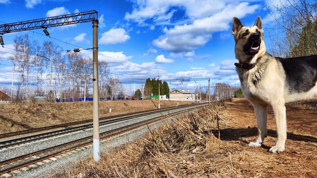 Dog German Shepherd near railway. Russian eastern European dog veo next to rails and sleepers. Military or police dog guards protects the territory from terrorists during war of Ukraine and Russia