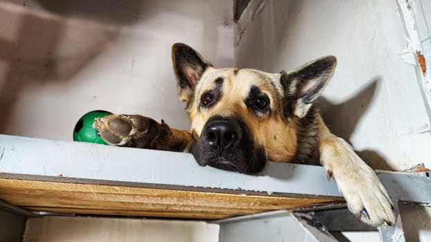 Lonely, sad dog German Shepherd sadly waiting owner. Russian eastern European dog veo is ill and pity