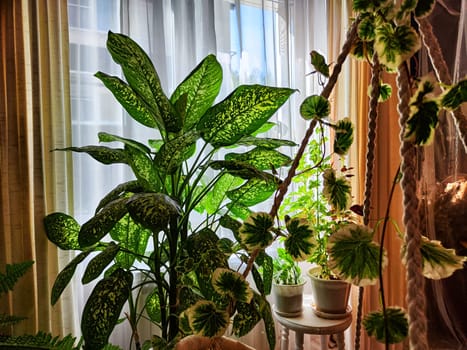 Dieffenbachia plant in a pot on a stool by the window. Retro interior in light colors. Background with plant with green leaves and fabric