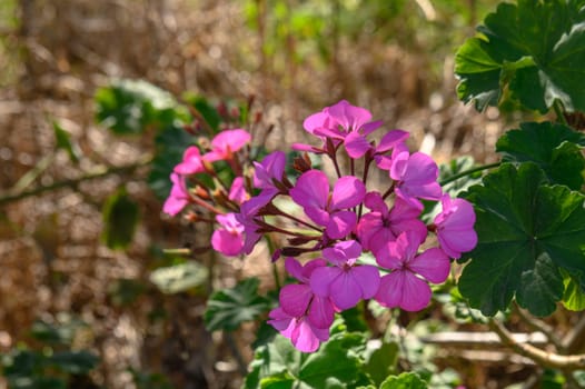 geranium growing on the street in the village