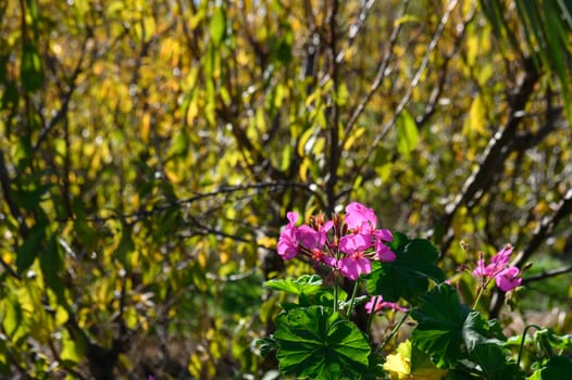 geranium growing on the street in the village 1