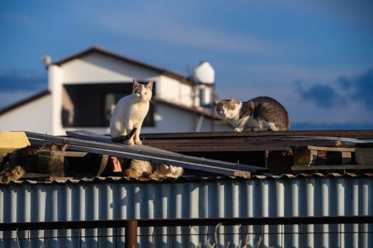 cats lie on the roof of a barn on a sunny winter day 5