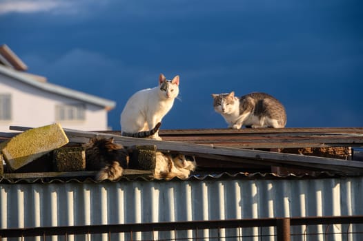 cats lie on the roof of a barn on a sunny winter day 4
