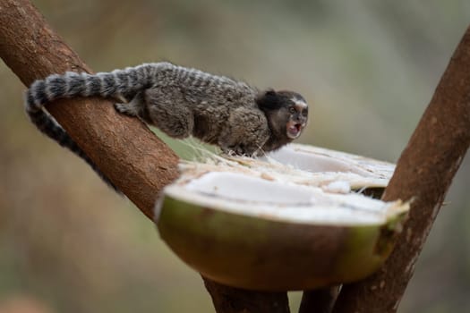 A cute, small monkey in a tree is alertly eating a split coconut, with a blurred background allowing room for text.