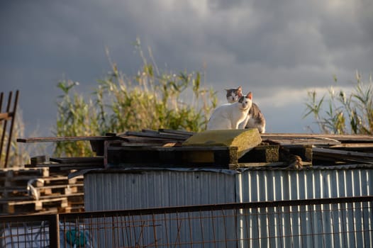 cats lie on the roof of a barn on a sunny winter day 3