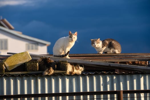 cats lie on the roof of a barn on a sunny winter day 1