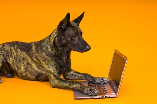 Funny dutch shepherd dog lying in front of laptop and looking with interest at screen in a studio