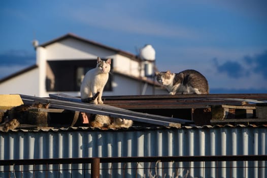 cats lie on the roof of a barn on a sunny winter day 6