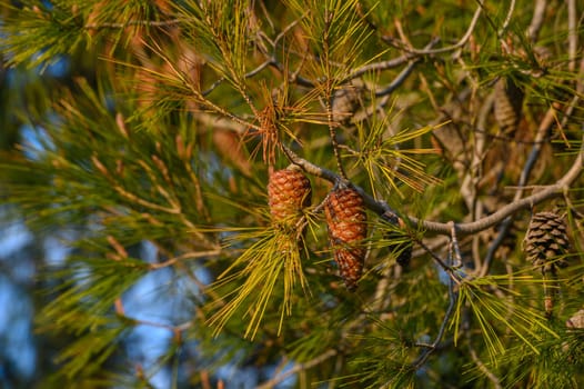 cones on a pine tree branch in Cyprus 3