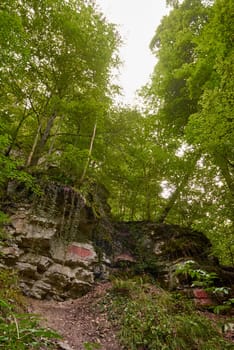 Majestic Pine Forest Serenity: Aerial View of Towering Trees amidst Mountainous Landscape. Alpine Paradise: Vibrant Autumn Colors in Mountain Forest Setting. Sunrise Glow over Misty Mountain Forest: Tranquil Dawn in Nature's Embrace.