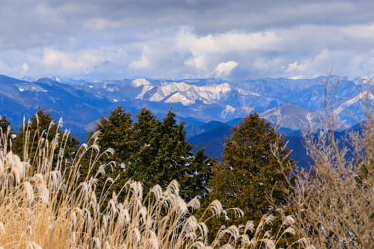 Dry grass, trees, and view of snowy mountain range on winter day. High quality photo