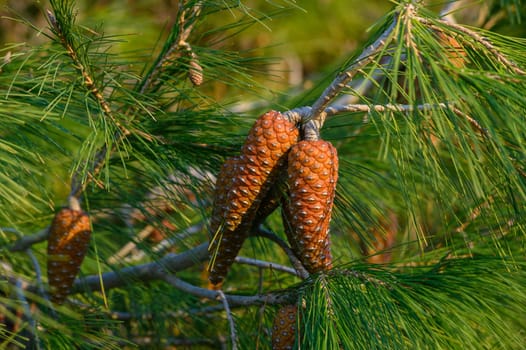 cones on a pine tree branch in Cyprus 1