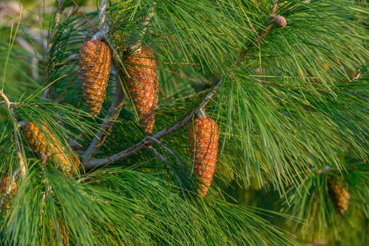 cones on a pine tree branch in Cyprus