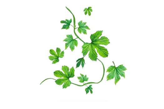 hops green leaves isolated on white, drinks, beer