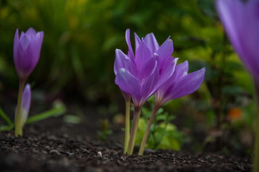 Beautiful blooming purple colchicum autumnale in garden closeup. Tuber-bulbous perennial plant used for medicinal purposes