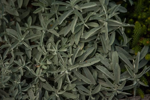 Top view of common sage or salvia officinalis - perennial subshrub, used in medicinal and culinary