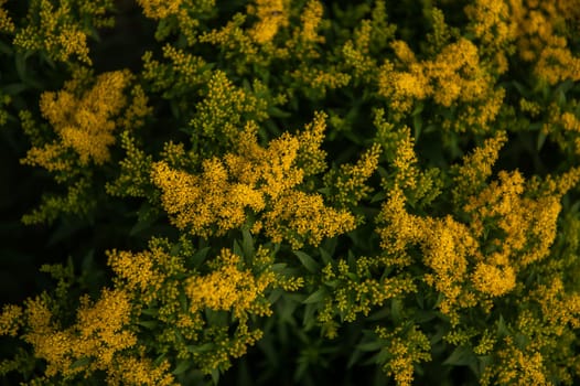 Bush with yellow flowers of Solidago virgaurea, plant used for medicinal purposes