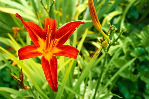 a lily that bears large yellow, red, or orange flowers