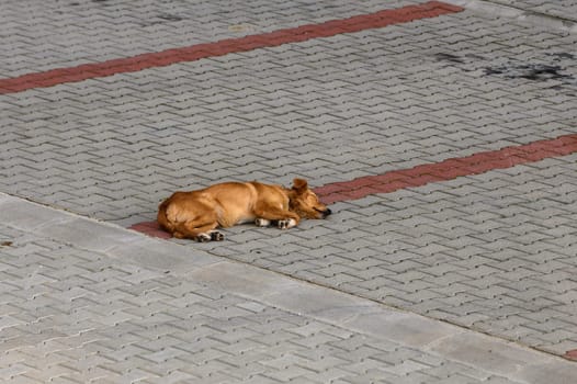 dog sleeping in the parking lot