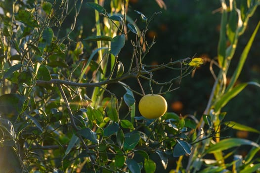 yellow grapefruit on a tree branch